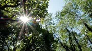Flying below the trees in killarney national park, Ireland Stock Footage 86103176