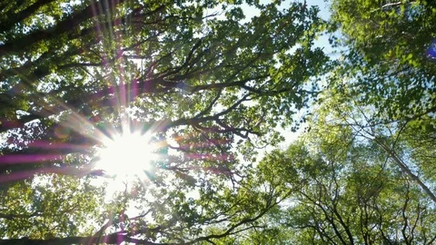 Flying below the trees in killarney national park, Ireland Stock Footage 86103544