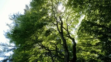 Flying below the trees in killarney national park, Ireland Stock Footage 86124013