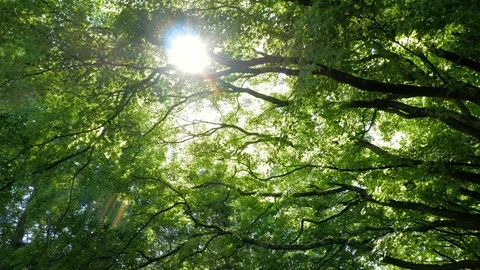 Flying below the trees in killarney national park, Ireland Stock Footage 86124738