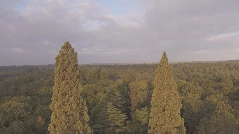 Flying Between 2 Giant Redwood Trees Video stock 100887668
