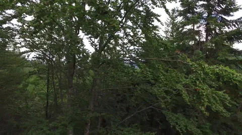 Flying between beautiful green trees, descending from mountain woods Stock Footage 68405128