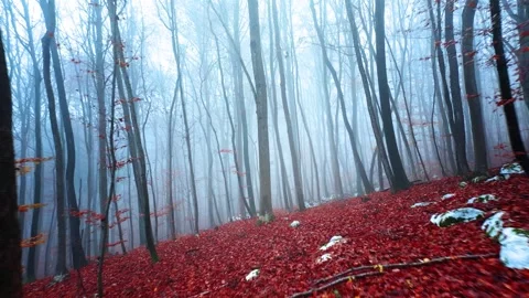 Flying between beech trees in foggy woods Stock Footage 323958605