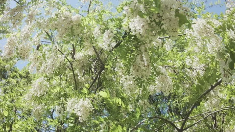 Flying up between branches with clusters of white flowers on blooming White Video stock 335905855