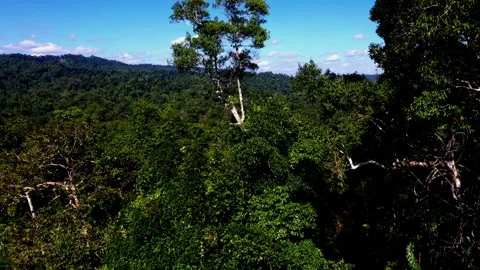 Flying between the branches of a tropical forest tree Video stock 336863794