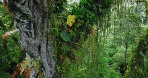 Flying between century-old giant trees in a dense rainforest Stock Footage 310962589