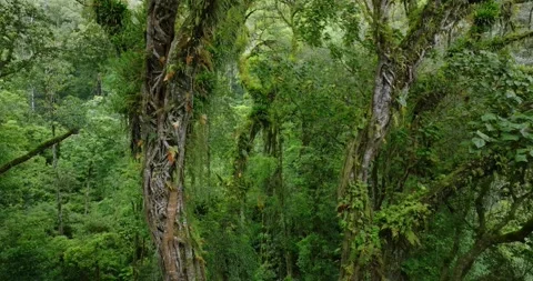 Flying between century-old giant trees in a dense rainforest Stock Footage 311373740