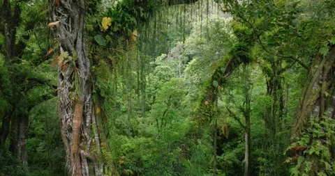 Flying between century-old giant trees in a dense rainforest Stock Footage 311590908