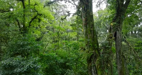 Flying between century-old giant trees in a dense rainforest Stock Footage 311590915
