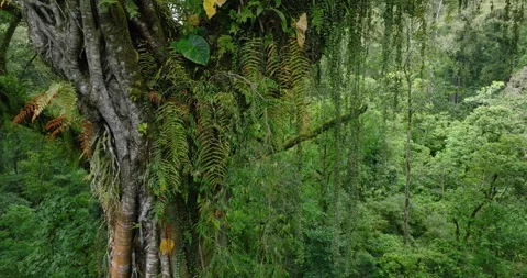 Flying between century-old giant trees in a dense rainforest Stock Footage 311591679