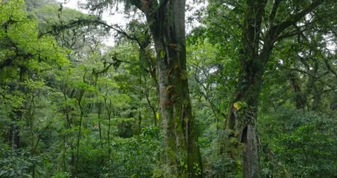 Flying between century-old giant trees in a dense rainforest Stock Footage 311594014