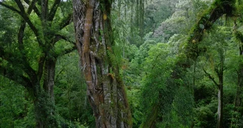 Flying between century-old giant trees in a dense rainforest Stock Footage 311594568