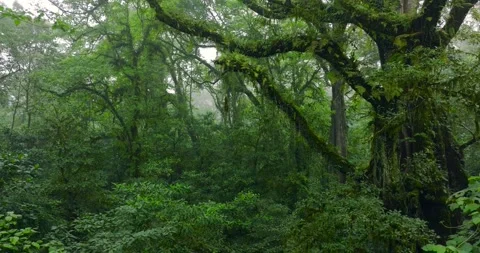 Flying between century-old giant trees in a dense rainforest Stock Footage 311595545