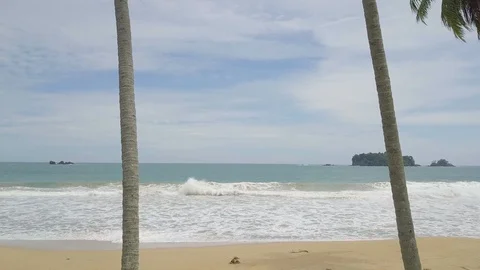 Flying between coconut trees revealing sea waves Video stock 113156221