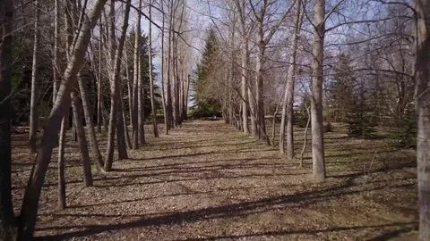 Flying between dead trees Stock Footage 77716024