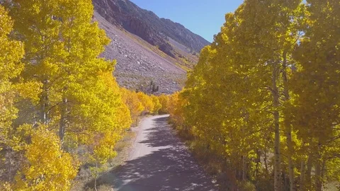Flying in Between Fall Color Trees Stock Footage 81537870