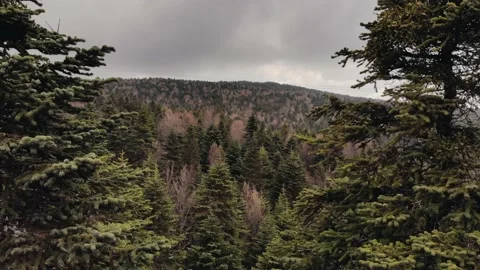 Flying between green spruce trees. Dense forest in mountains, drone footage Stock Footage 133278523