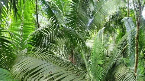 Flying between the large lush green leaves of fern trees in a tropical forest Stock Footage 160316631