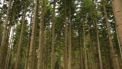 Flying between magic forest trees Видео 127329852