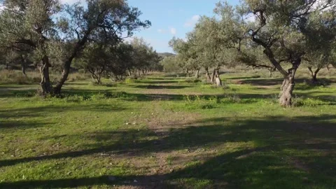 Flying between olives trees. mid-air drone flight video Stock Footage 161920051