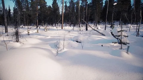 Flying between the pine trees ahead Stock Footage 90743728