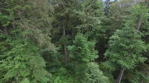 Flying between pine trees of a beautiful temperate coniferous forest in summer Stock Footage 68404056