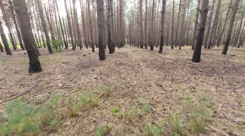 Flying between the pine trees 스톡 동영상 44323830