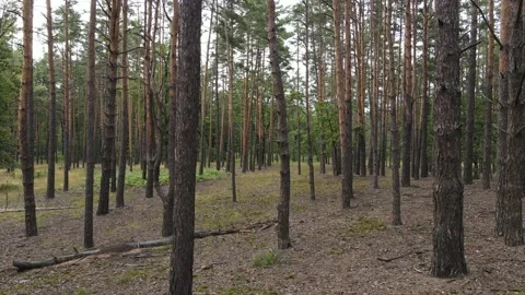 Flying between pine trees 库存影片 153244519