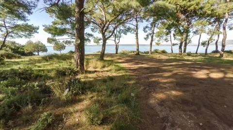 Flying between the pine trees that reveals the sea. Aerial, 4k Stock Footage 63598438