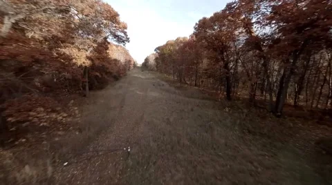 Flying between row of trees Alternate.mp4 Video stock 48332616