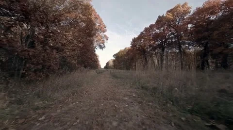 Flying between row of trees.mp4 Video stock 48332633