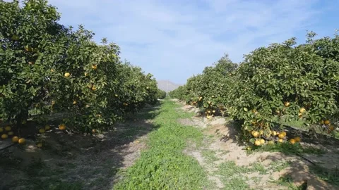 Flying between rows of orange trees in plantation. Stock Footage 230930840