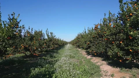 Flying between rows of orange trees in plantation. Stock Footage 230938873