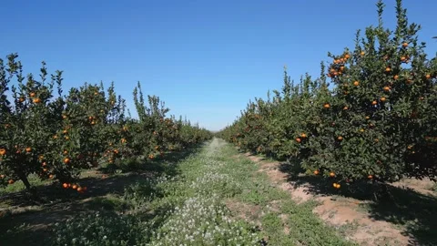 Flying between rows of orange trees in plantation. Stock Footage 230938942