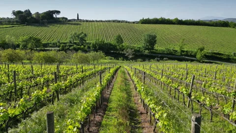 Flying between rows of young vineyards Stock Footage 274069798