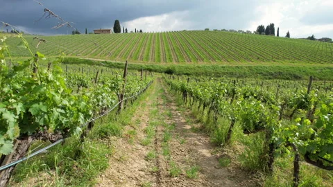 Flying between rows of young vineyards in Tuscany, Italy Stock Footage 275599470