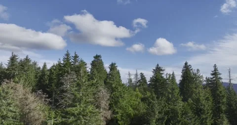 Flying between spruce trees in a picturesque landscape during a sunny day Stock Footage 327469238