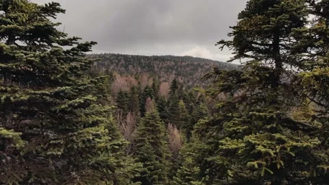 Flying between spruce trees in Uludag. Dense forest in mountains, drone footage Stock Footage 133278513