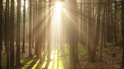 Flying between sunnny trees and sun beams in the woods Stock Footage 229693839