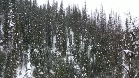 Flying Between Trees above stream in snowy montana back country Trim (2) 動画素材 150719562