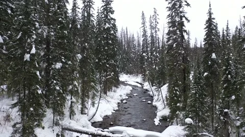 Flying Between Trees above stream in snowy montana back country Trim 動画素材 150719659