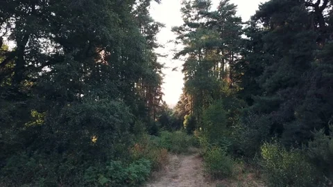 Flying between trees along a footpath in the evening Stock Footage 140798124