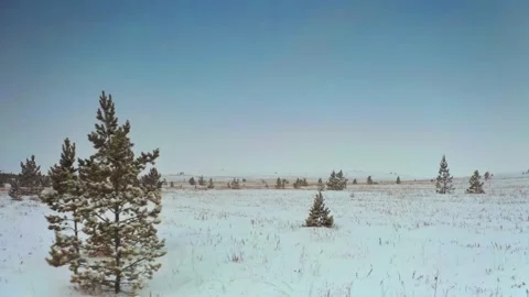 Flying between trees and dry grass in a snow-covered field, overcast, winter Stock Footage 228826200