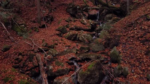 Flying between the trees in the autumn forest above the stream Vidéo 221442483