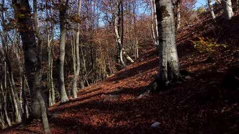 Flying Between Trees, Autumn Leaves On The Ground Stock Footage 165164586