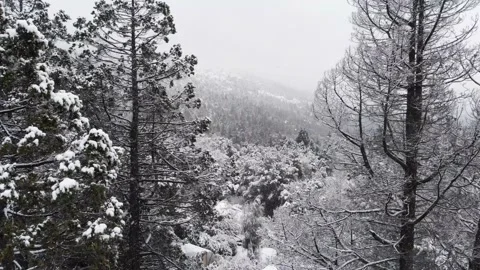 Flying between Trees during a Winter Storm Stock Footage 133970781