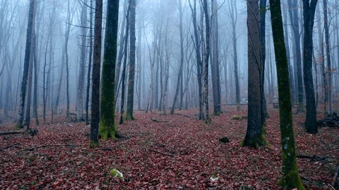 Flying between trees in misty foggy forest Vidéo 120426431