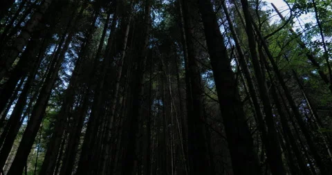 Flying between trees in old forest. Mossy ground, branches and stumps, sunli Stock Footage 159181719