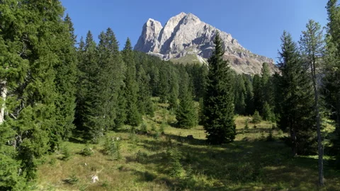 Flying between trees up over treetops revealing street and passing car Stock Footage 153298005