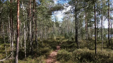 Flying between the trees in the wild forest. Stock Footage 115537002